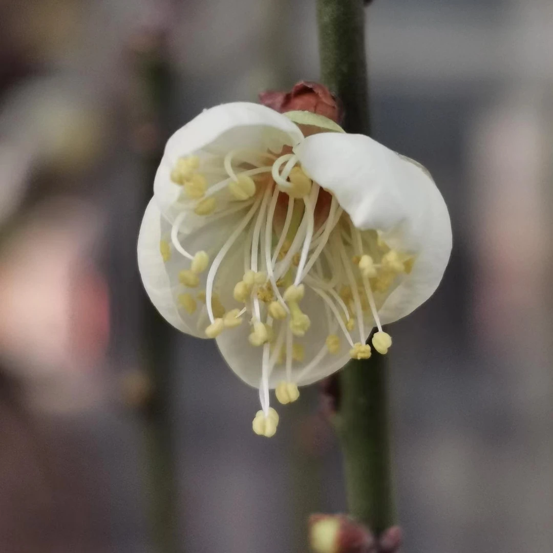浓香型原生梅花龙游梅盆景阳台观赏