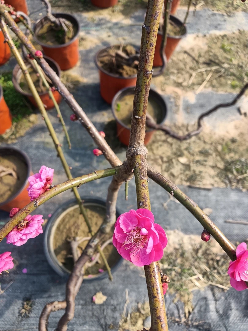 徽派古梅原生桩随时改