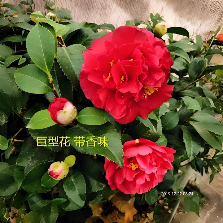克瑞墨大牡丹茶花盆栽巨型香水山茶花家庭种植带花苞植物养护简单