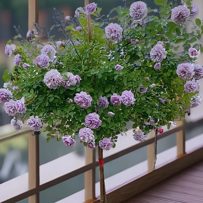 蓝色阴雨棒棒糖树状月季花树苗大花蓝紫色四季阳台庭院浓香可垂吊
