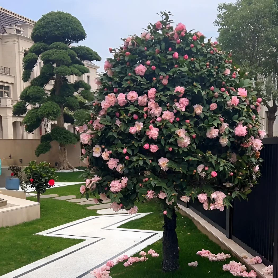 香妃茶花树苗粉色大花烈香好养室内外盆栽无花苞花卉原盆原土简单