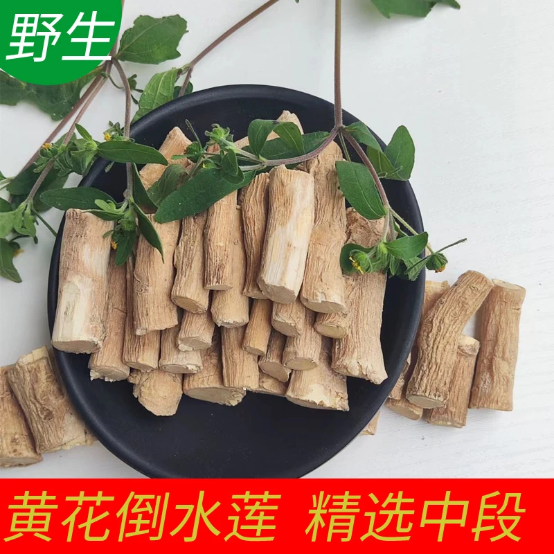 广西黄花倒水莲 观音串 中药材黄花参 野生倒吊黄 黄花远志 泡酒