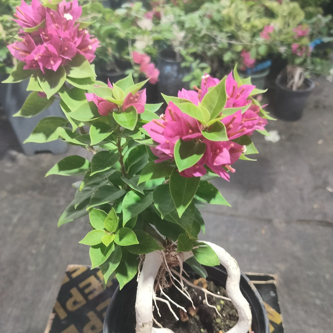 高提根小桃红，勤花类品种，新手必入（一物一拍）