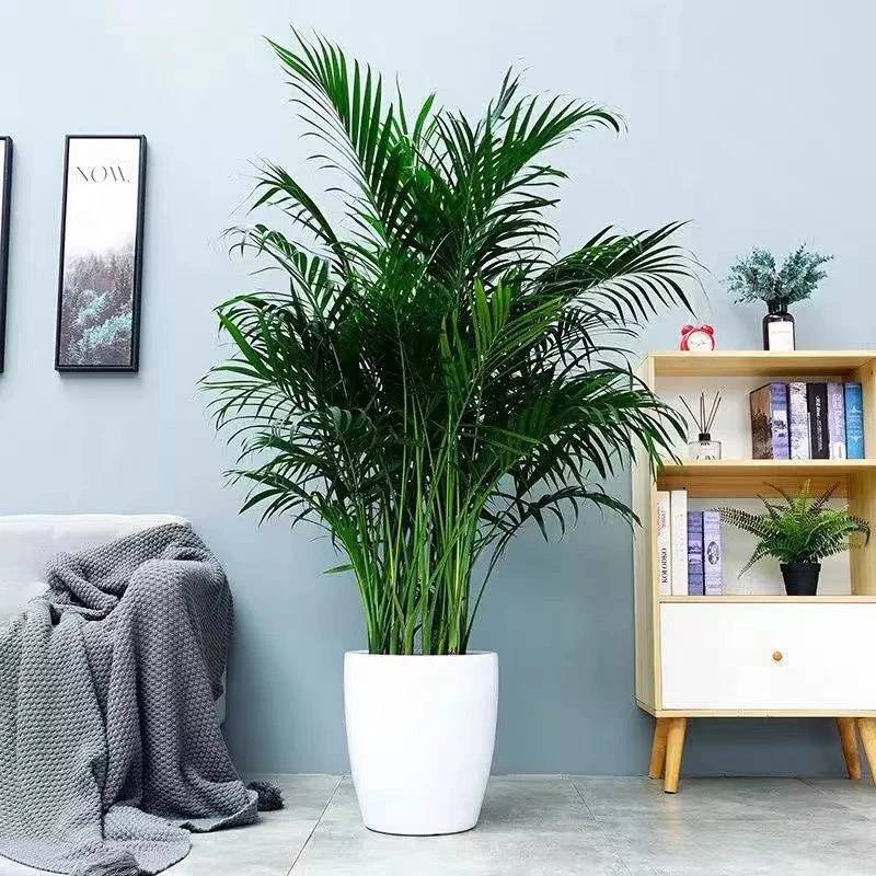 【新疆包邮】大型富贵椰子