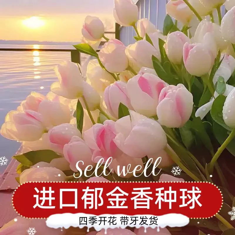 【新疆包邮】种球郁金香！！！！