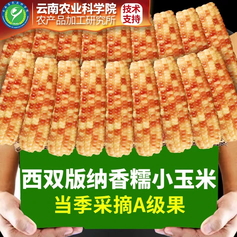西双版纳香糯小玉米真空包装即食早餐代餐营养新鲜0添加非转基因