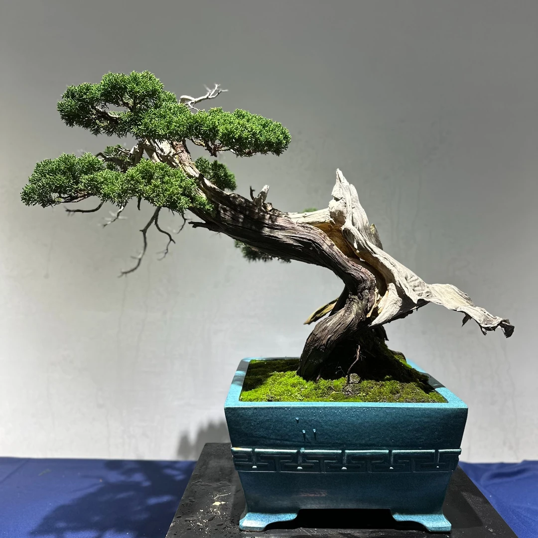 六号购买链接松柏盆景