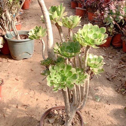 健健康康快快乐乐9