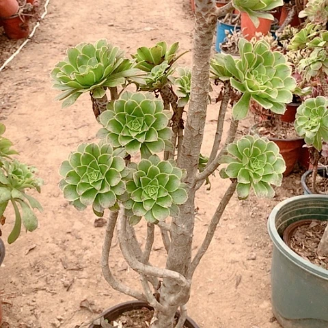 哦****z健健康康快快乐乐22