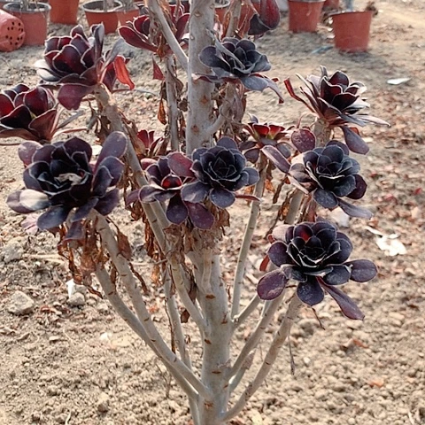 健健康康快快乐乐33