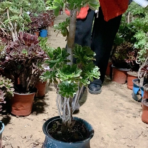 健健康康快快乐乐健健康康快快乐乐97