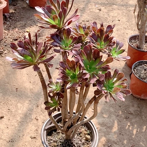 健健康康快快乐乐55