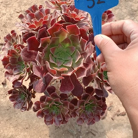 健健康康快快乐乐32