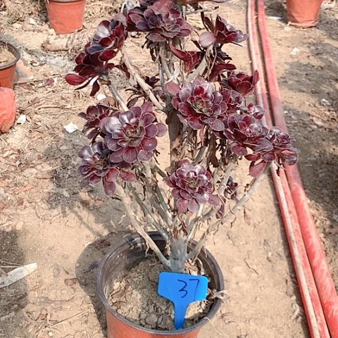 健健康康快快乐乐37