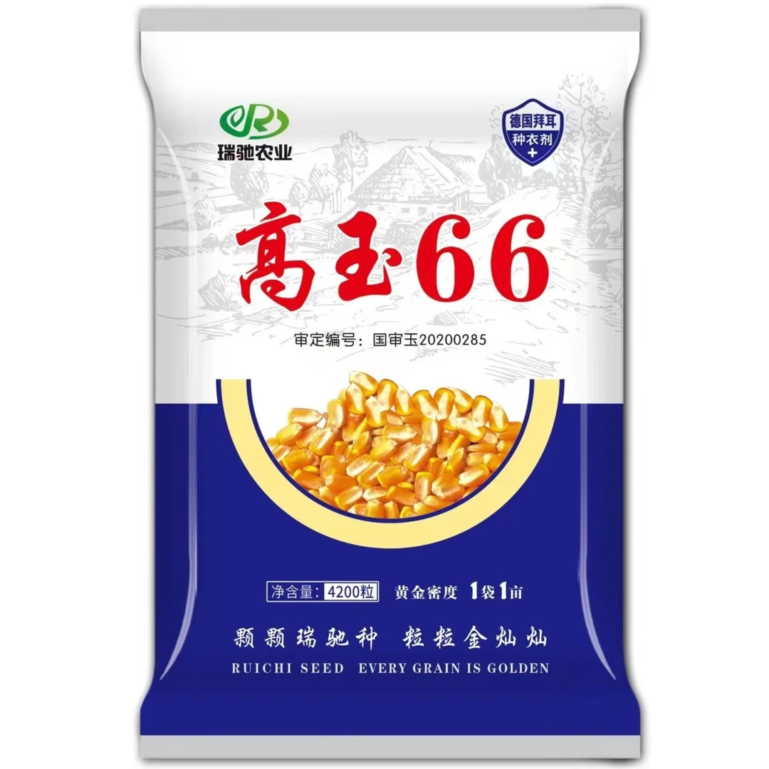 高产量玉米种子高玉66 非转基因杂交新品种矮杆大棒 耐旱 耐高温