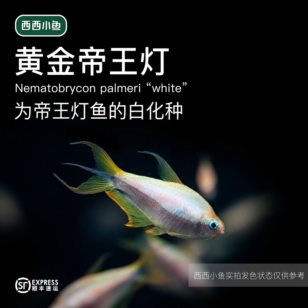 西西小鱼 黄金帝王灯鱼