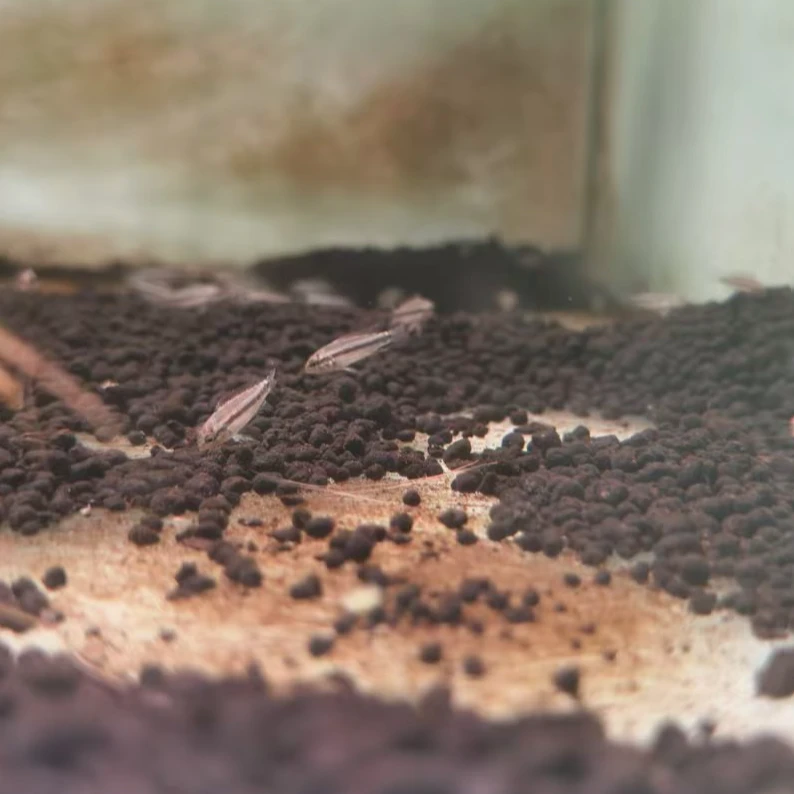 西西小鱼 尼格罗蓝秀灯科鱼