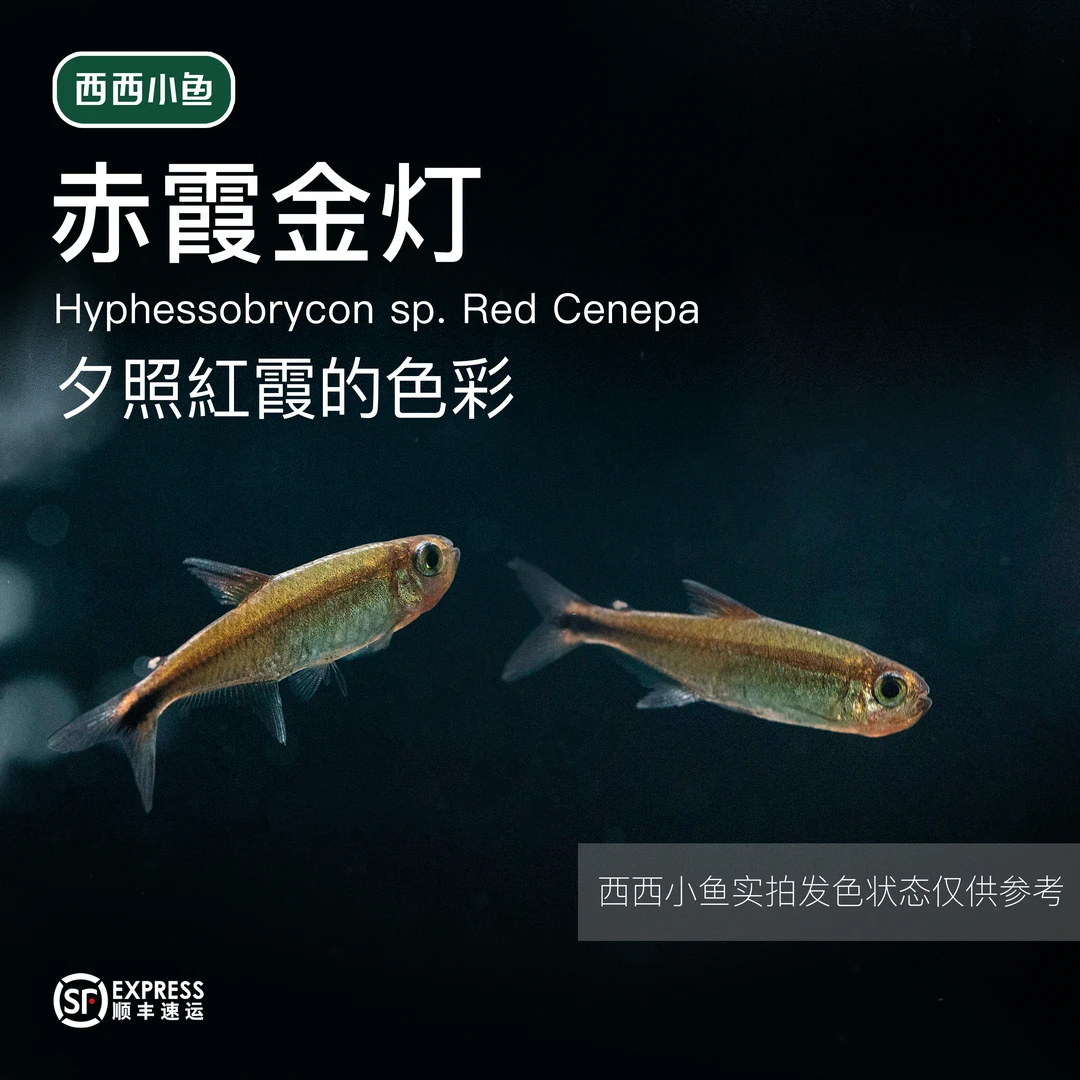 西西小鱼 赤霞金灯鱼 灯科鱼小鱼观赏鱼小型饲养混养活体 水族
