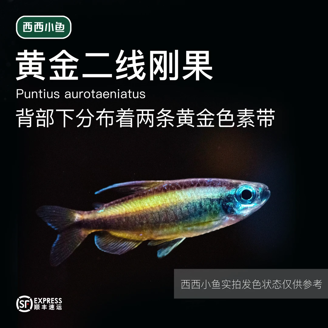 西西小鱼黄金二线刚果灯鱼  灯科鱼小鱼观赏鱼饲养小型混养热带