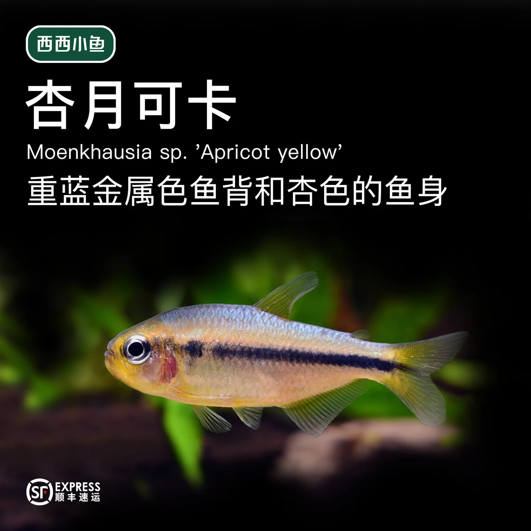 西西小鱼 卖不动组合杏月可卡灯鱼 灯科鱼小鱼观赏鱼