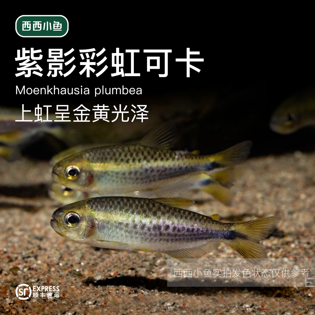 西西小鱼 紫影彩虹可卡灯科鱼