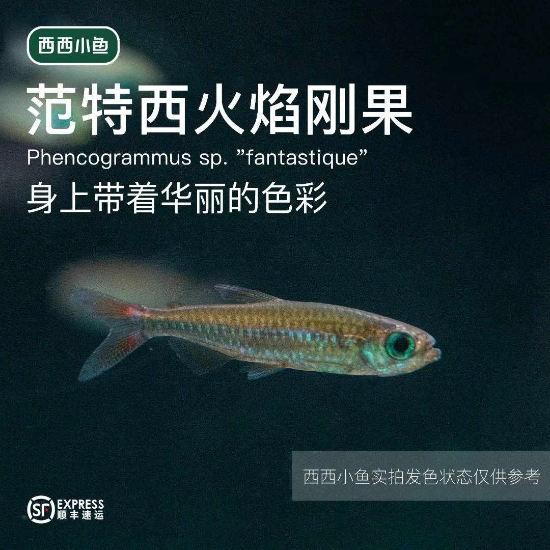 西西小鱼 范特西火焰刚果灯鱼 灯科鱼饲养混养水族热带活体发货