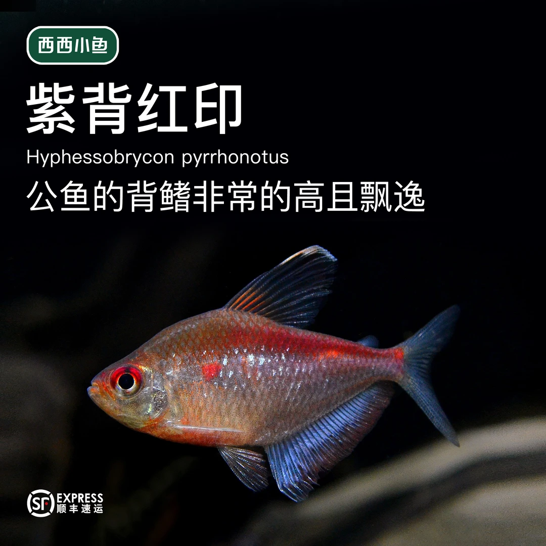 西西小鱼 紫背红印鱼