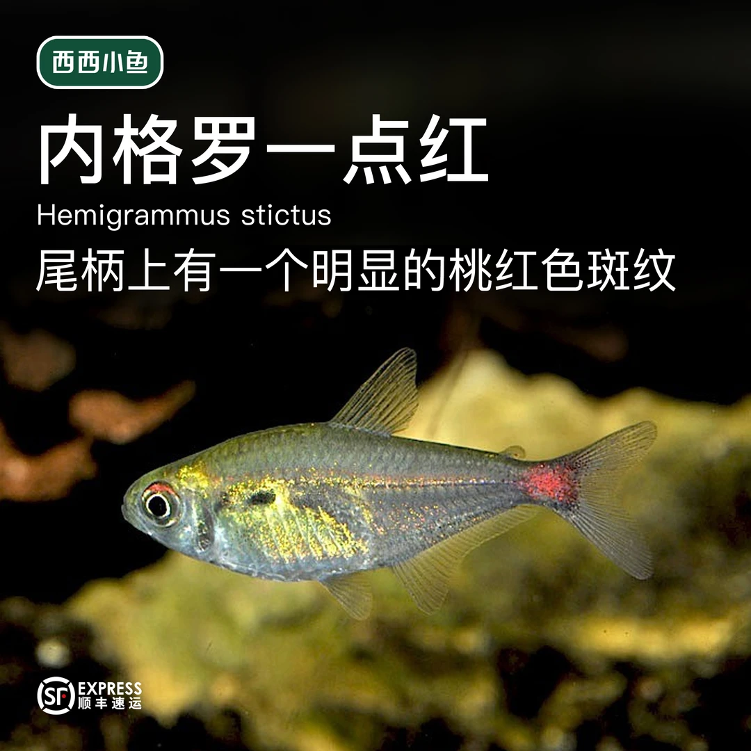 西西小鱼 内格罗一点红 灯科鱼小鱼观赏鱼小型饲养混养活体