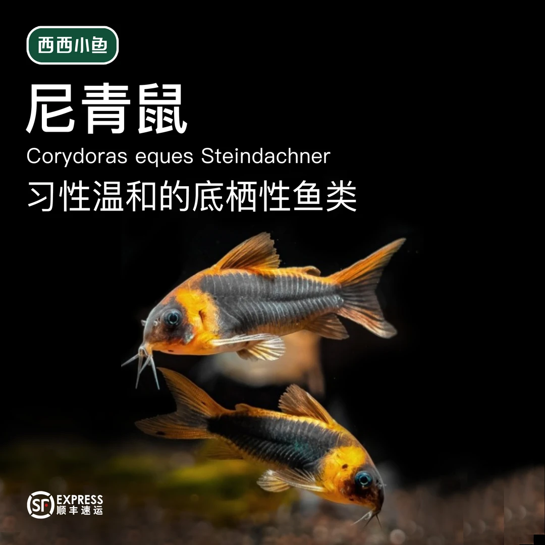 西西小鱼 野生尼格罗青鼠 小鱼观赏鱼小型饲养混养水族活体发货