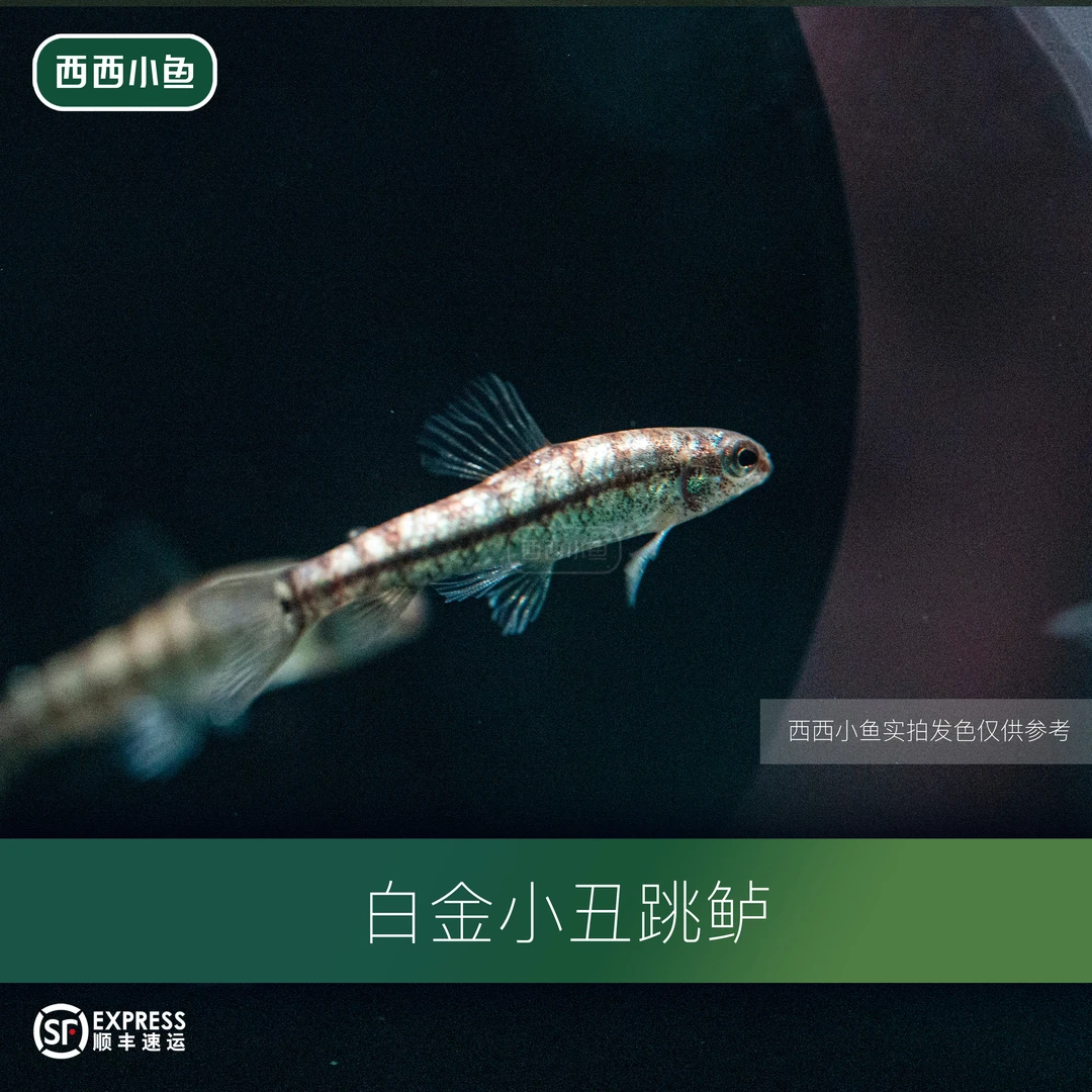 西西小鱼 白金小丑跳鲈鱼小鱼观赏鱼