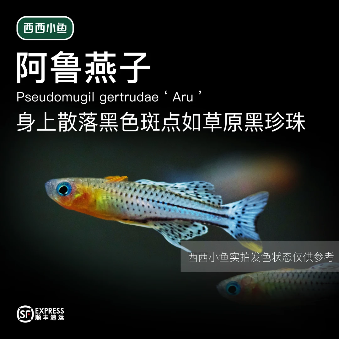西西小鱼 阿鲁燕子 灯科鱼