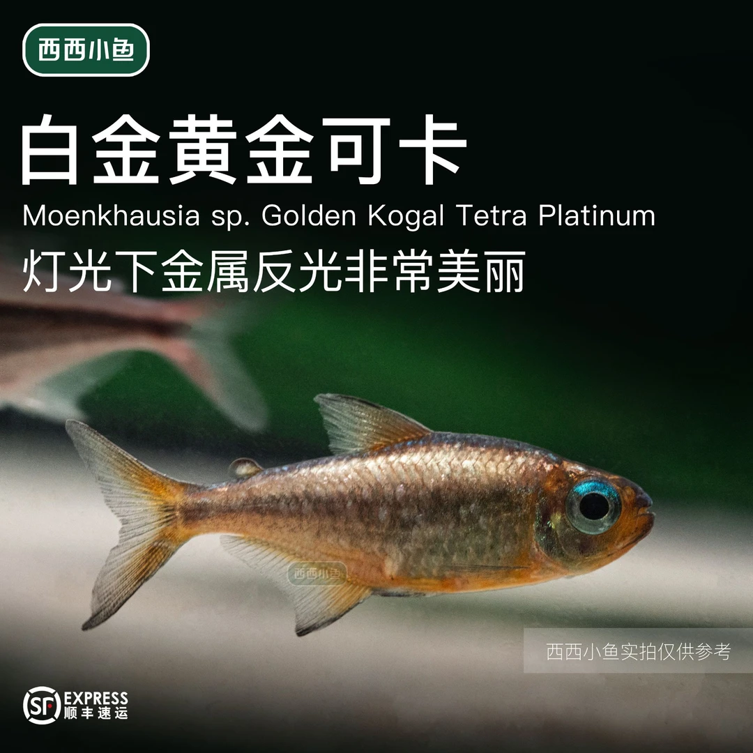 西西小鱼 白金黄金可卡灯科鱼