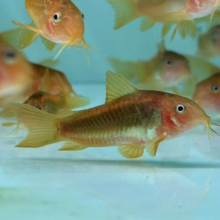 野生金线金买2送1