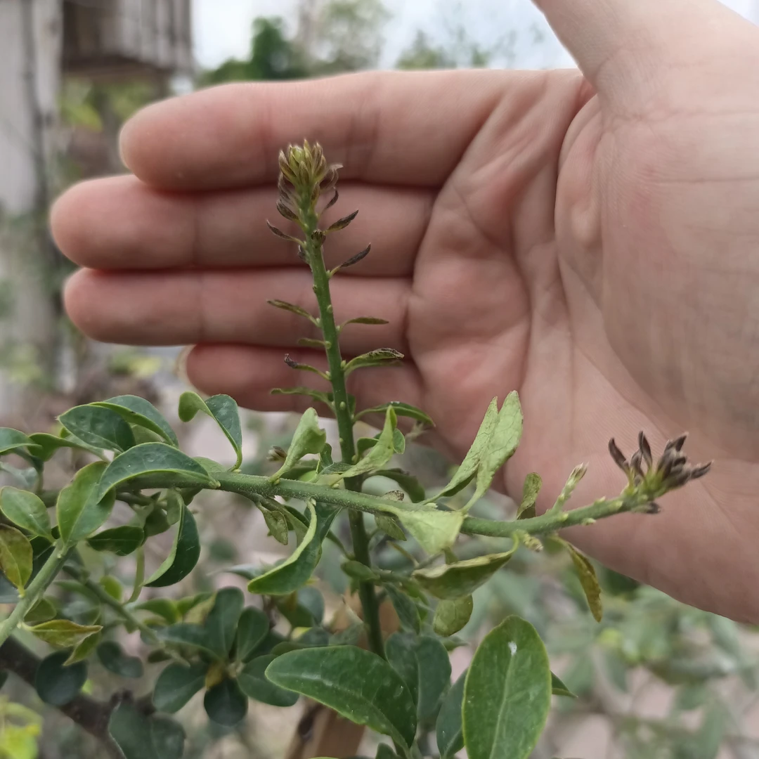 金弹子黑叶焦尖黑斑点