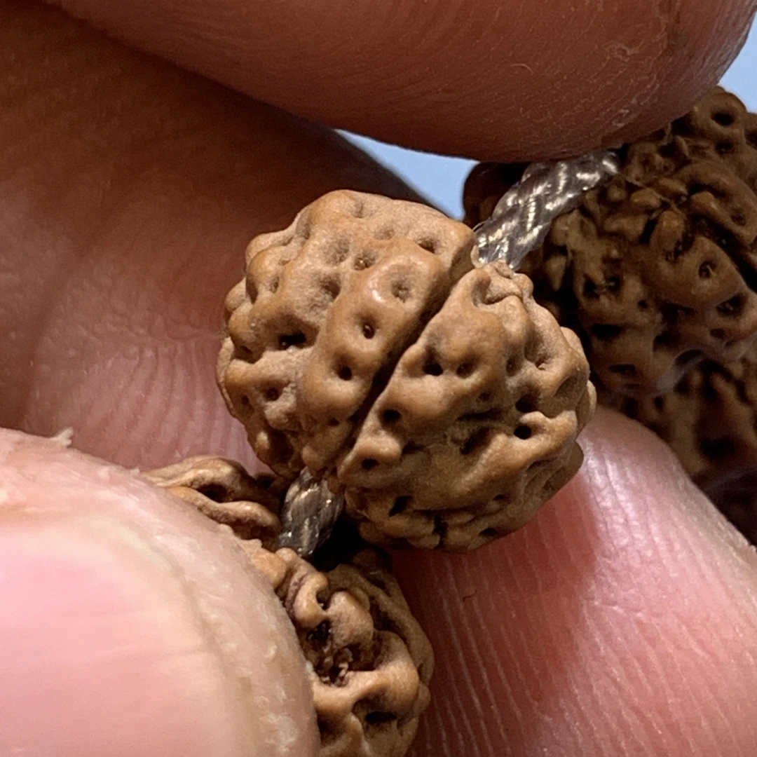 云端【方墩·梅花】-筋骨霸王花2.0-【云霆·天泽】