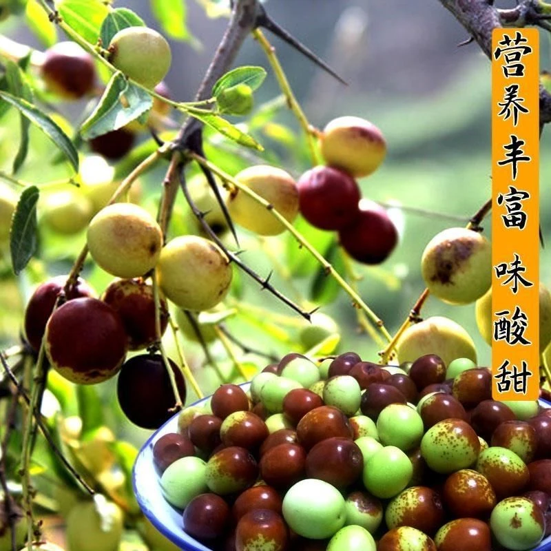 正品山西晋酸3号双仁酸枣苗高产酸枣树苗批发酸枣树药用酸枣苗
