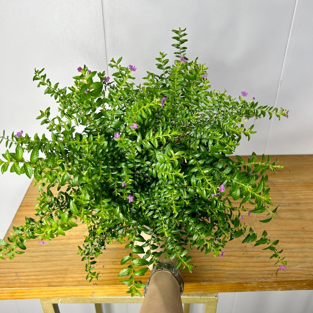 满天星盆栽带花苞阳台庭院绿化苗室内四季开花桌面绿植物春季养护