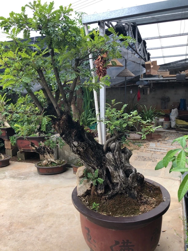 云南高原黄杨木老桩桩