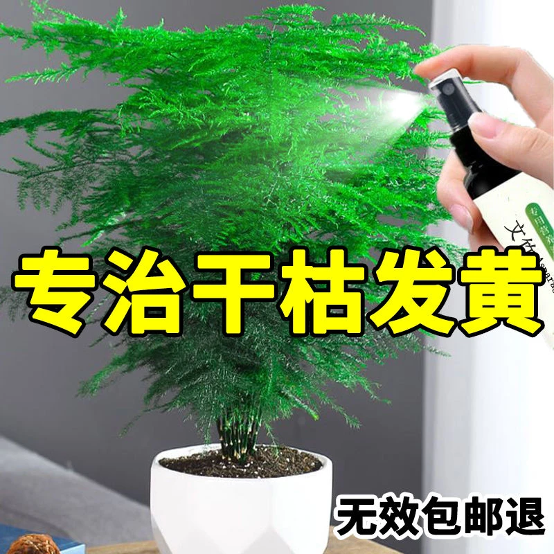 特效文竹专用营养液根部叶尖发黄干枯掉叶子烂根促芽生根生长变绿