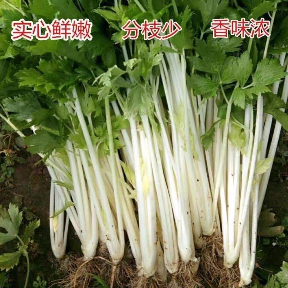 四川白芹菜当季四川新鲜芹菜老品种现挖香芹菜新鲜蔬菜清脆爽口