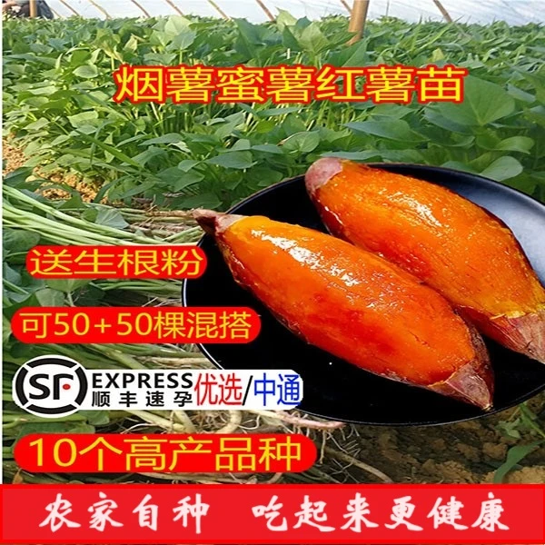 烟薯25号红薯苗西瓜红蜜薯苗种高产地瓜秧苗紫薯苗优质红薯冰淇淋