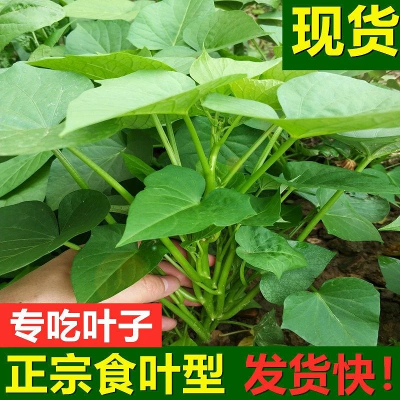 豫薯香专吃叶子秧苗红薯苗红薯秧苗地瓜苗红薯苗大量批发红薯种植