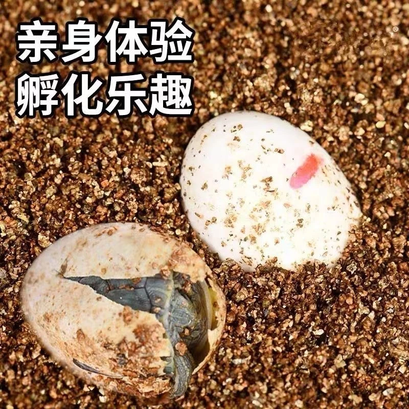 直播间选龟剃刀麝香头盔果核巨头龟蛋包孵化  量大咨询客服