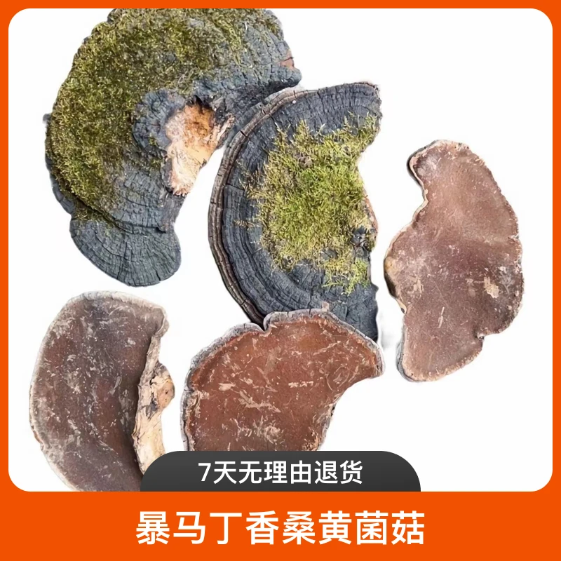 爆马丁桑黄 （250克包邮）