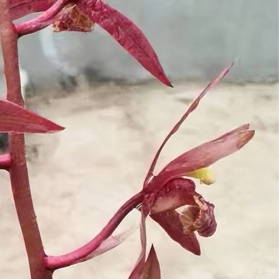 伏牛山精品蕙兰花卉兰草兰花草绿植兰花国煜兰园培养盆景草东方