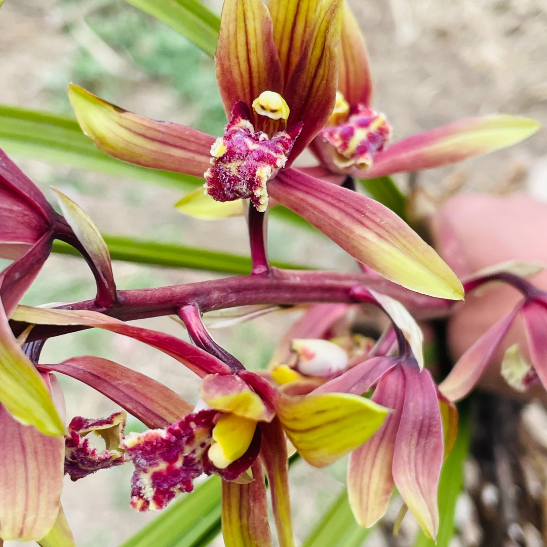 伏牛山 国煜兰园 惠兰复色花 盆景花卉