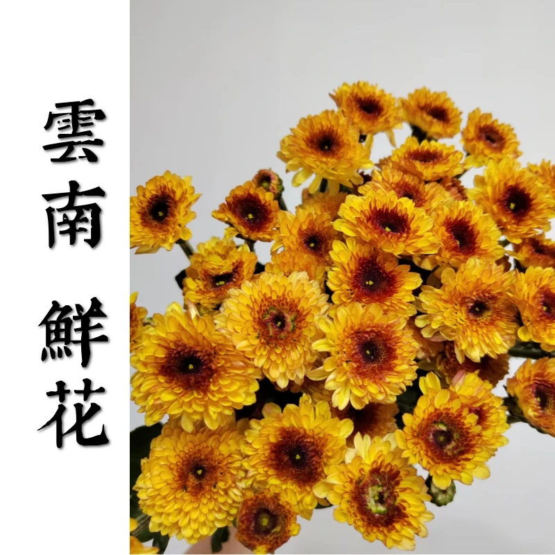 鲜花甄选【布鲁诺橙】 云南鲜花基地直发