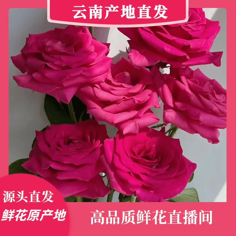 颜花专属【弗洛伊德+向日葵】云南鲜花基地 收到深水醒花~