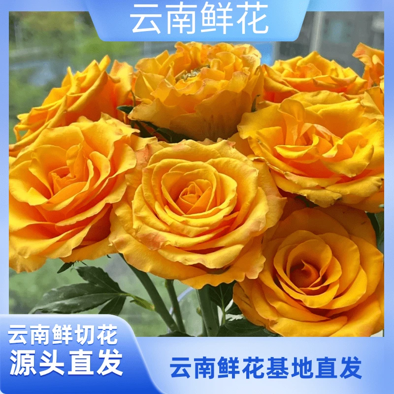 小花【辉煌玫瑰】云南基地直发
