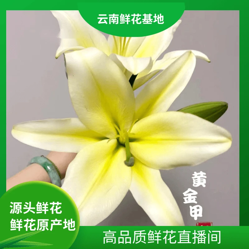颜花【黄金甲百合福利】云南基地鲜花直发！（花农代卖无利润）